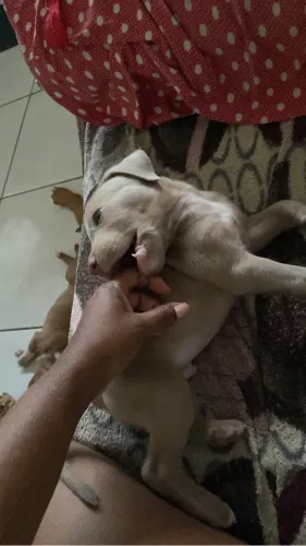 Vendo cachorro 