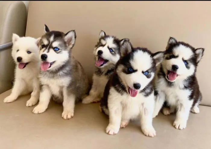 Filhote husky siberiano, Os mais encantadores estão prontos para te conhecer!