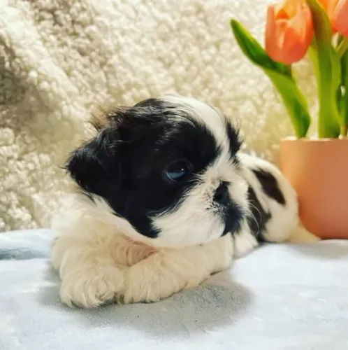 Filhotes de Shih Tzu | Sempre brincalhão.