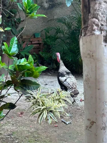 Vendo de peru