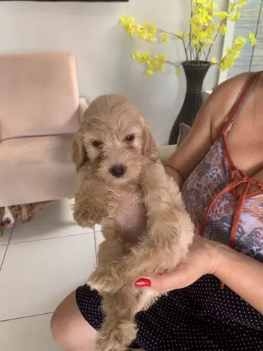 Filhotes de Cocker Spaniel Inglês com Lhasa Apso.