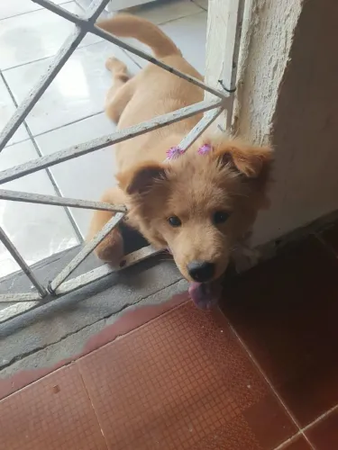 Chow chow para adoção 