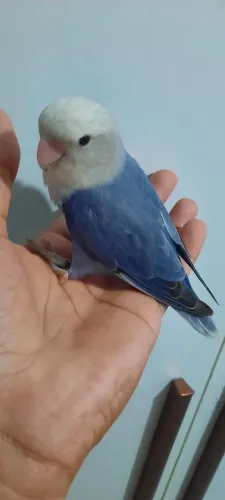 Azul lindo.