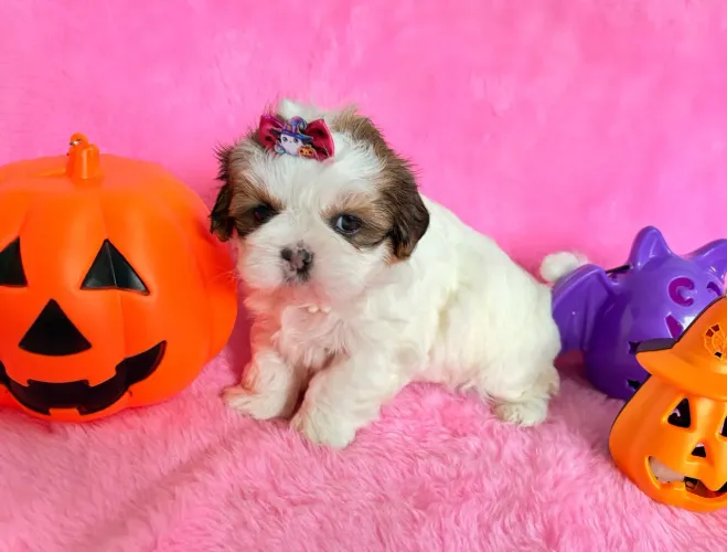 Femea shih tzu linda canil registrado e brindes