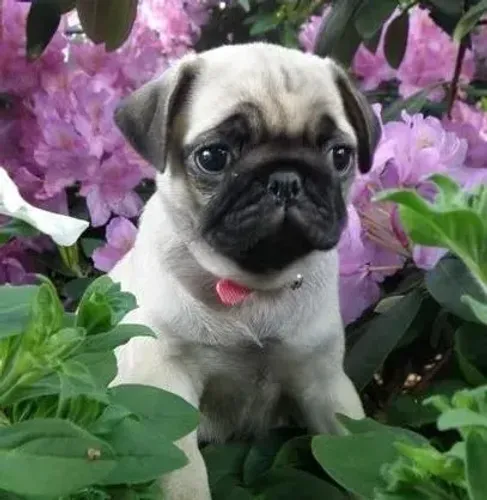 Pug Um pet alegre, receptivo e cheio de personalidade