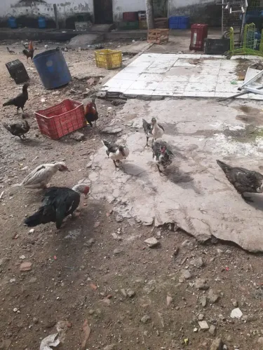 Patos é galinhas pra verder 