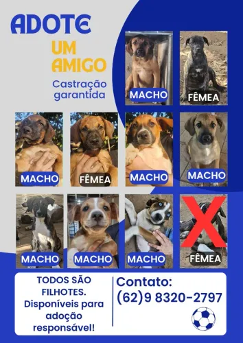 Cachorros para adoção responsável