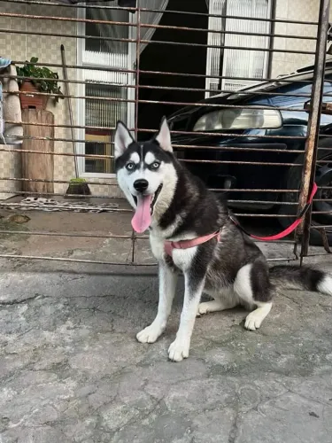 Husky siberiano - 1 ano e 5 meses / fêmea