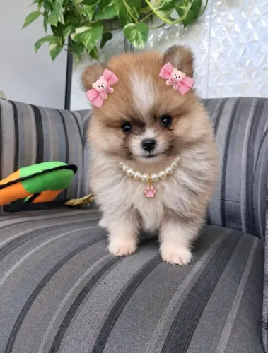 Lulu da pomerania Fêmea anão 