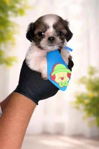 Shih Tzu com personalidade incrível