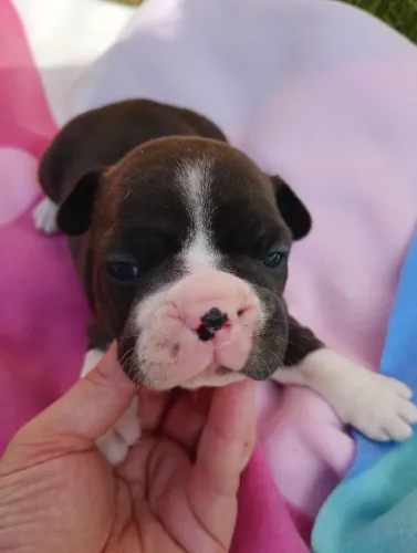 Bulldog francês fêmea 