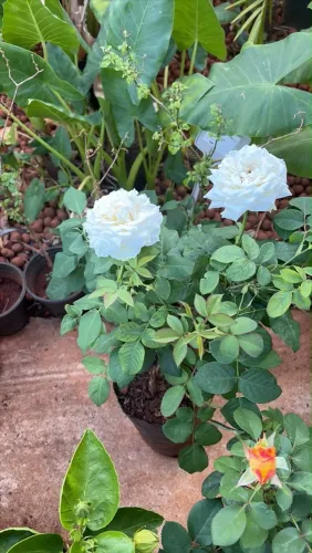 Roseiras variadas 