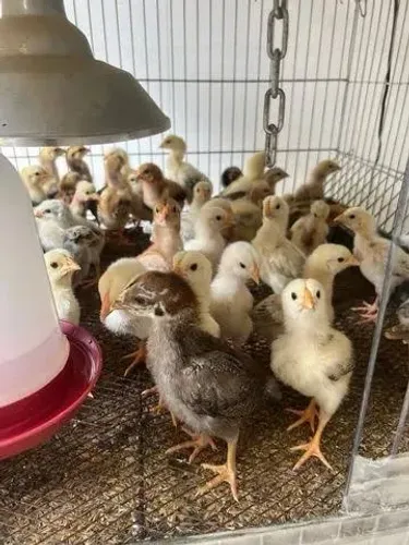 Pintinhos Caipira