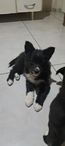 Bolder collie
