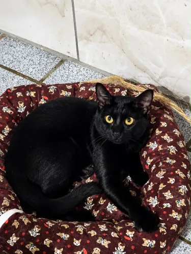 Gato preto castrado e vacinado 