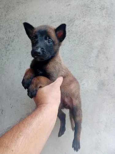 Filhote macho Pastor belga malinois 35 dias.
