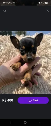 Pinscher miniatura