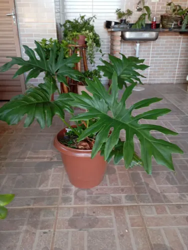 Alocácia