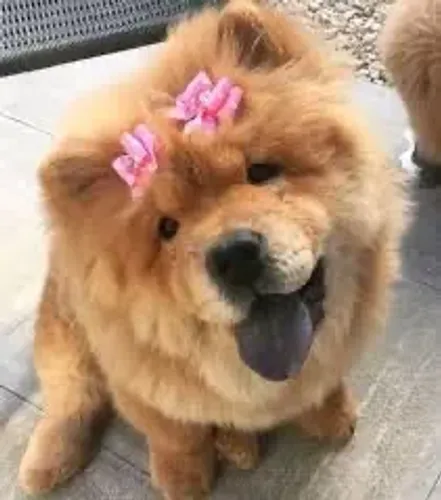 Entregamos! Filhotes de Chow Chow fêmea