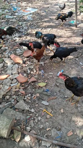 Vendo galos e galinhas