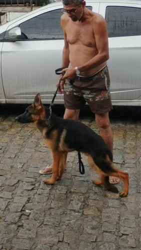Filhote de Pastor Alemão