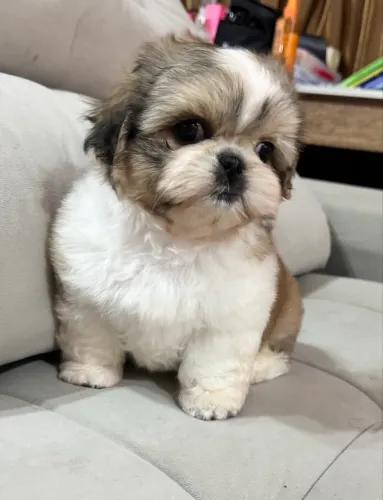 Filhote shih tzu