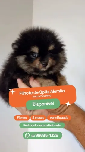 Spritz