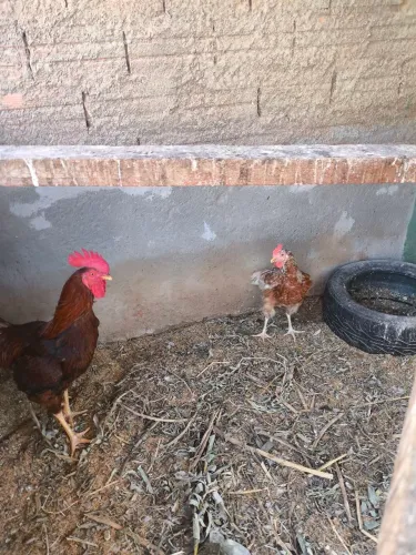 Casal de galinha