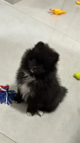 Lulu da pomerânia