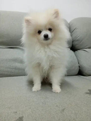 Spitz alemão 