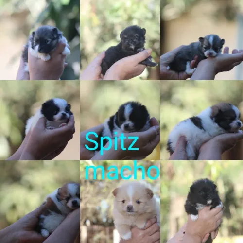 Spitz alemão 