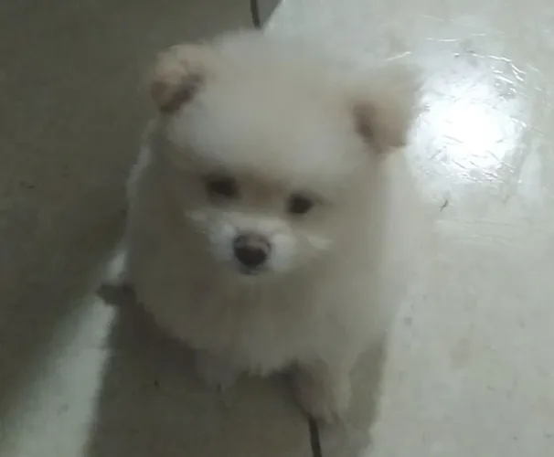 Vende-se Spitz Alemão Macho ?
