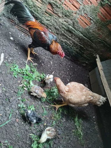 Casal de índio puro