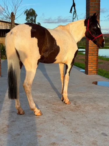 Égua Crioula