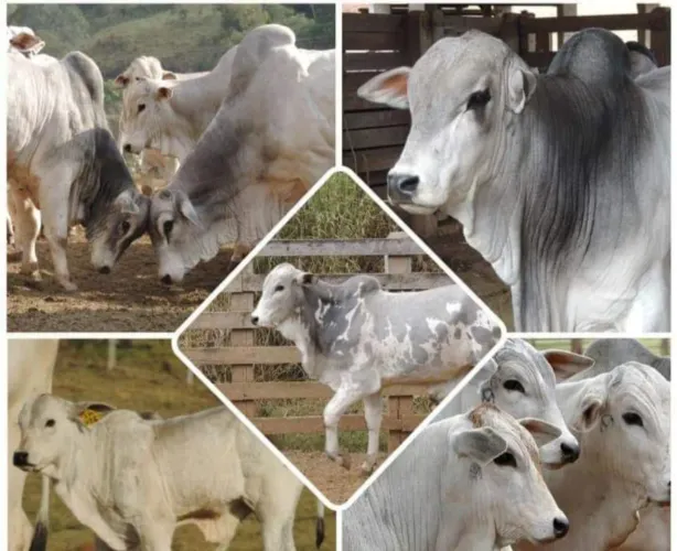 FAZENDA COM 250 HECTARES NO SUL DE MINAS