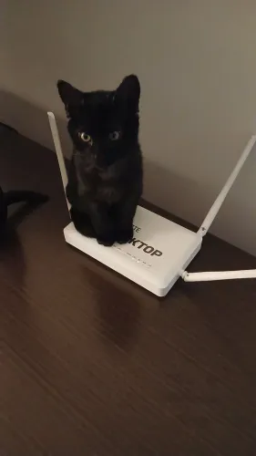 Doa-se 2 gatos adultos e 1 filhote
