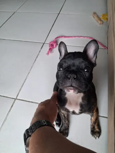 Bulldogue Francês