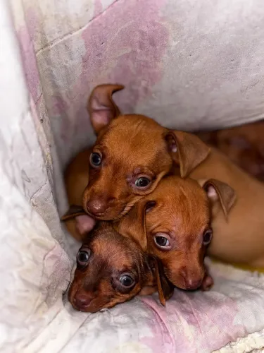 Filhote de Pinscher