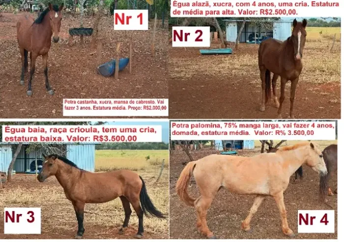 ÉGUAS e POTRAS à VENDA