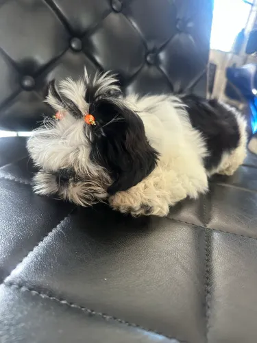 Vendo shitzu