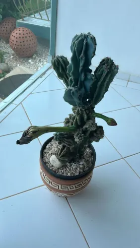 Vasos decorativos Artesanais