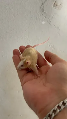 Camundongos