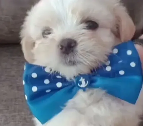 Vendo Lhasa apson macho 