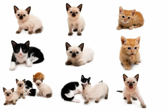Doação de Gatinhas Fêmeas