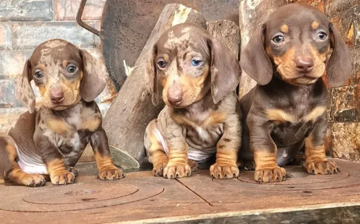 Os Curiosos Salsichas Disponíveis. (Dachshund)