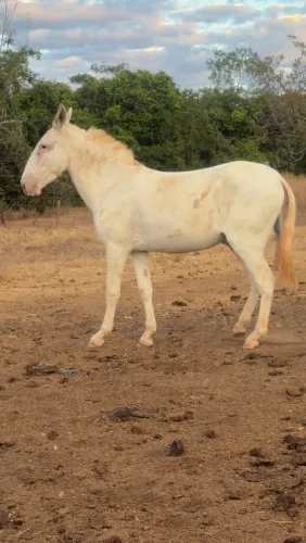 BURRO RE PATRÃO 3 ANOS