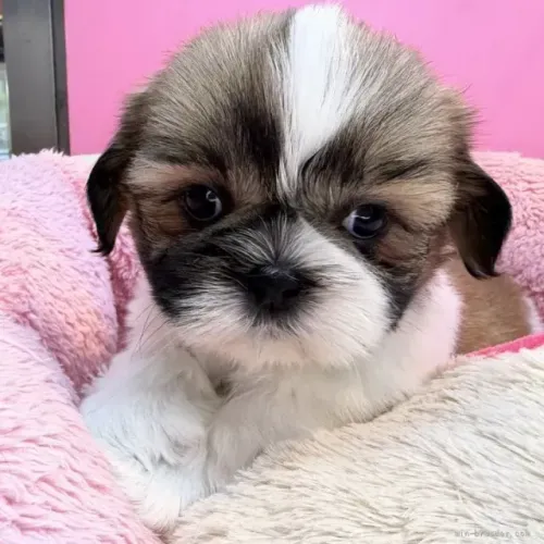 Filhotinhos saudável Shih tzu/Shitzu