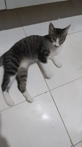 Gata pra adoção responsável