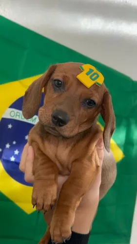 Filhotes Dachshund Saudáveis e Bem Cuidados