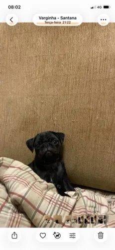 Filhote PUG